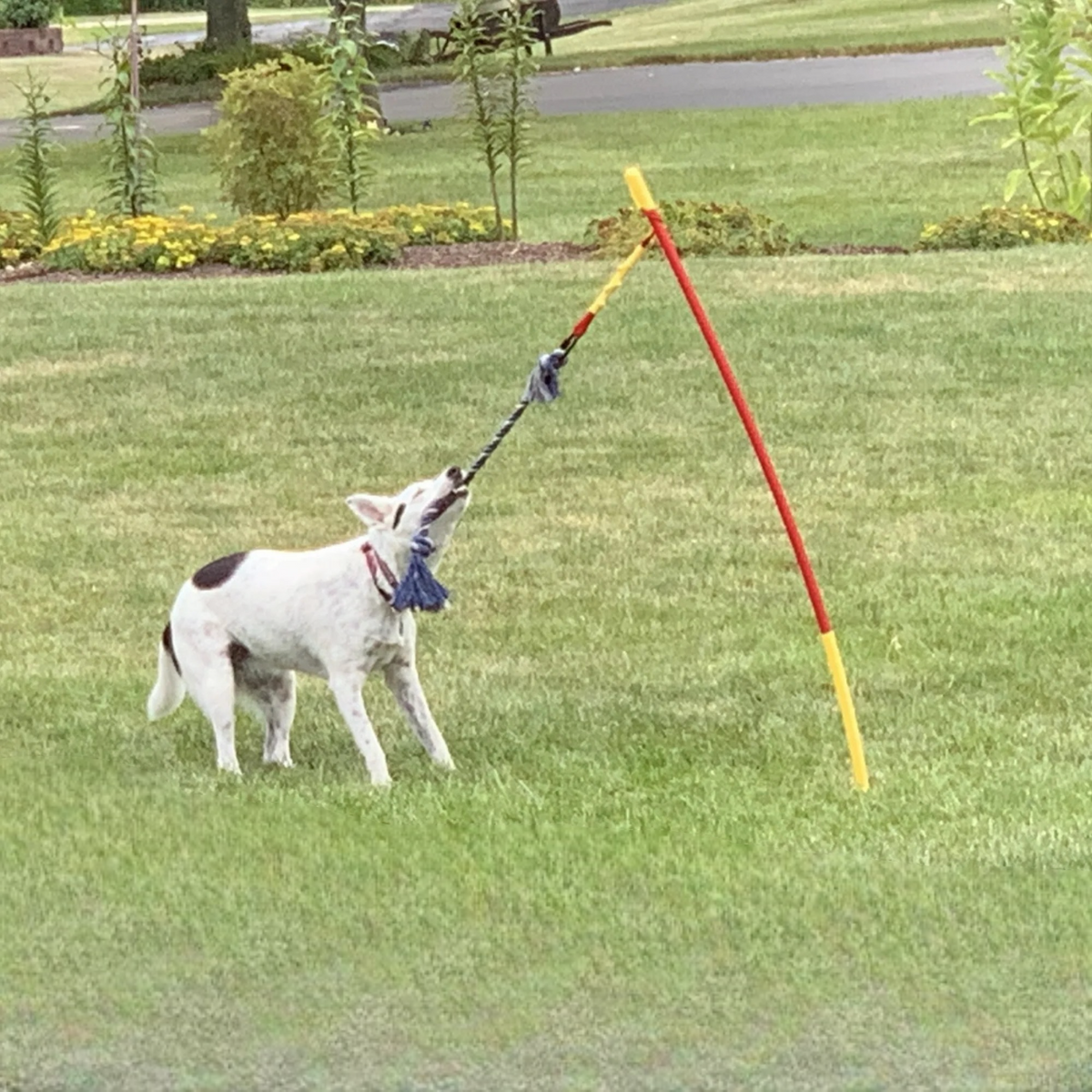 Tether Tug Interactive Dog Toy Tug-o-War