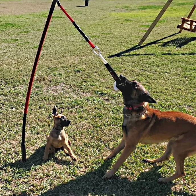 Tether Tug Interactive Dog Toy Tug-o-War