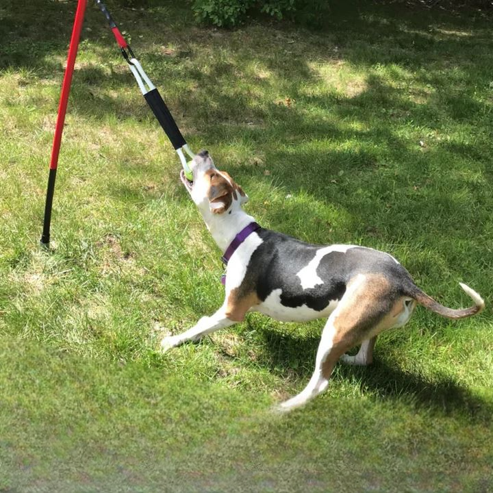 Tether Tug Interactive Dog Toy Tug-o-War - Main Image