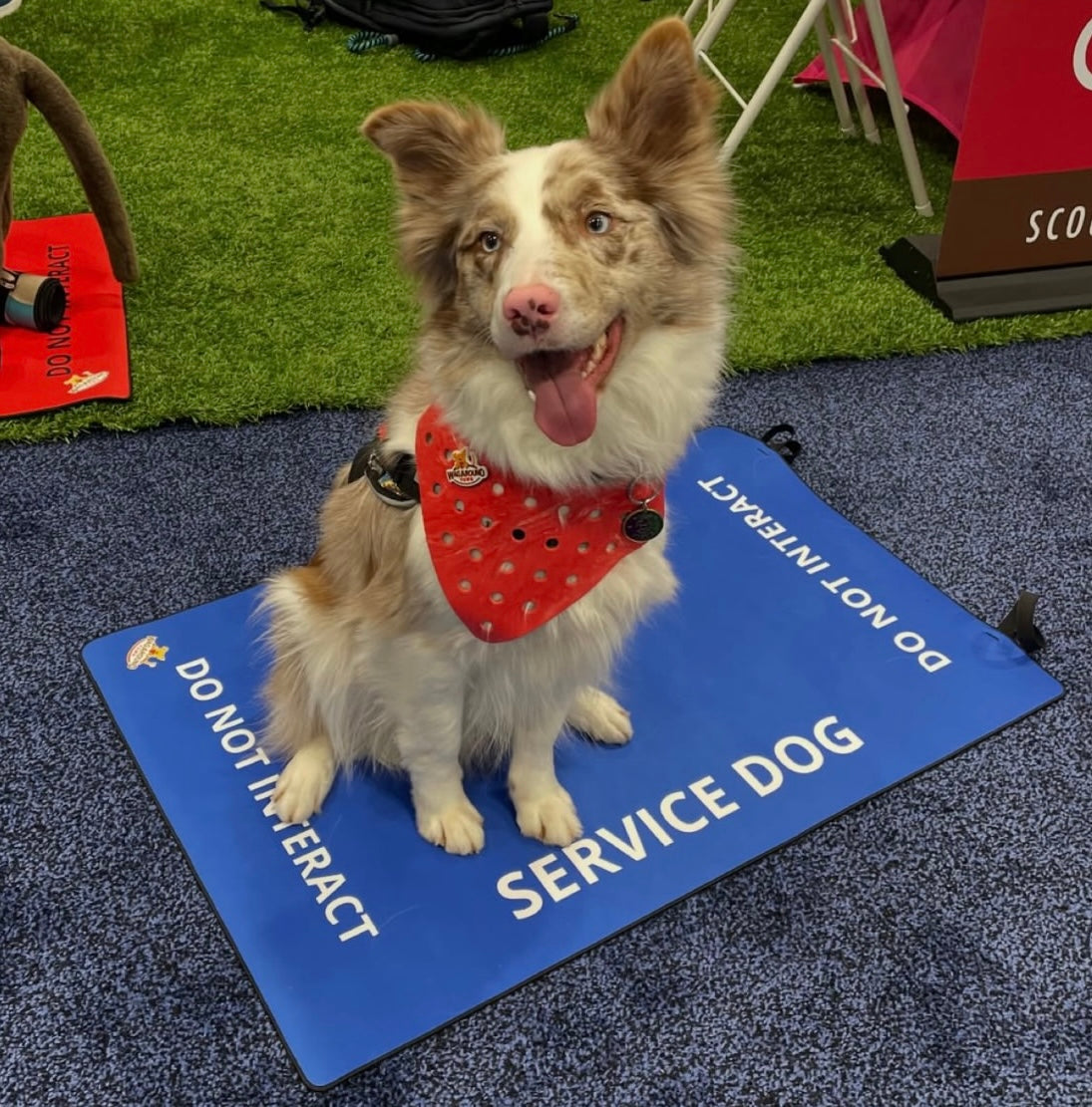 Lay 'n Go Dog Travel Mat